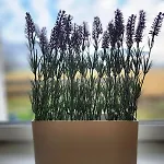 アパート Garten バート・イシュル